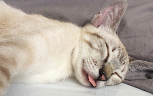 如何让猫咪咳嗽把痰化掉