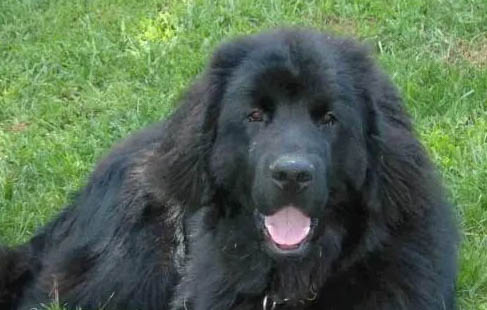 纽芬兰犬老喝水的原因及处理方法