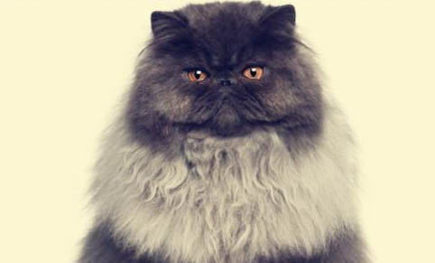 阿比西尼亚猫和波斯猫哪个好养