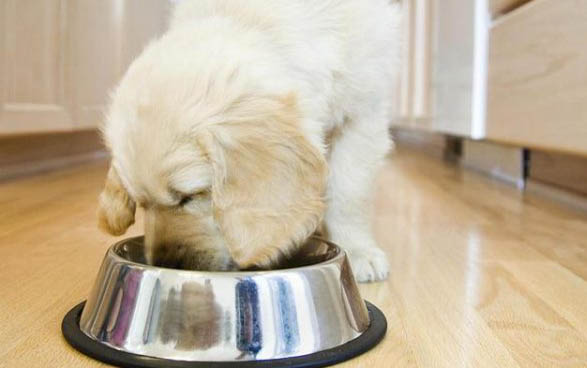 狗狗吃什么食物比较好呢