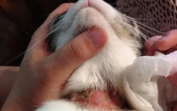 猫跑了还会回来吗