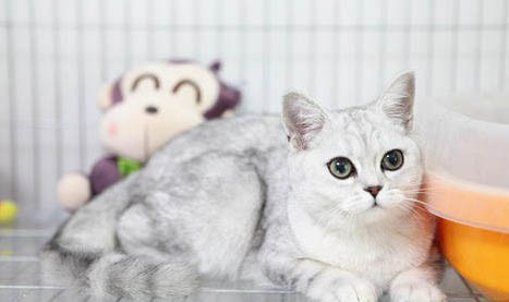 银渐层折耳猫可以活多少年?