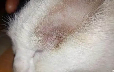 猫咪肾衰竭不吃不喝还能活几天