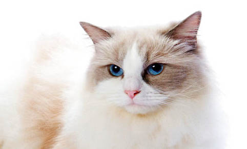 布偶猫最贵的是哪个色？