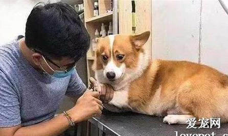 狗狗打完疫苗到底几天能洗澡