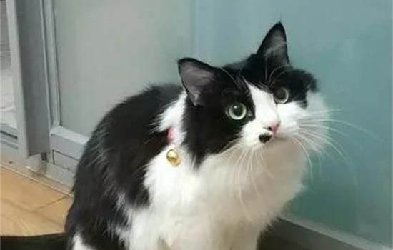 第一次养猫需要注意什么