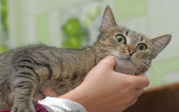 猫咪生产要多久时间