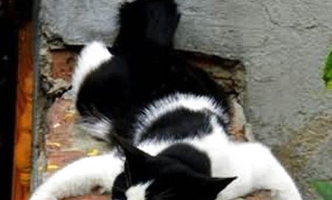 猫咪平时能吃土豆吗