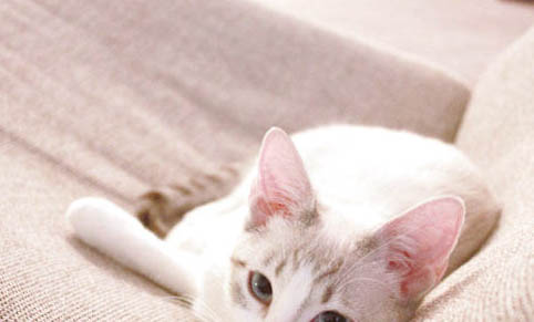 猫咪为什么一直发出咕噜咕噜的声音