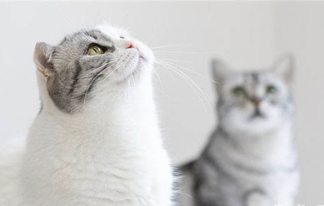 蓝猫要不要关笼子