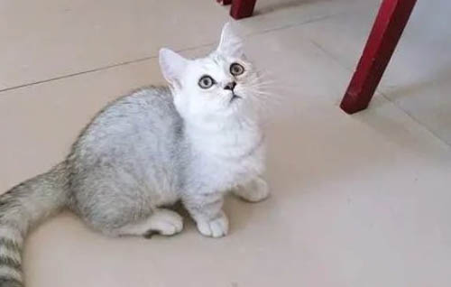 银渐层折耳猫能活几年?