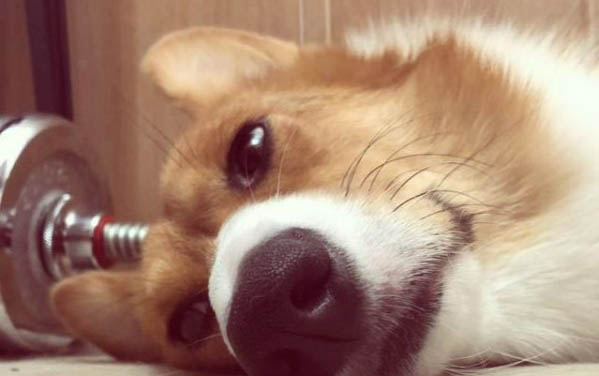 小狗大腿骨断了多久能走路正常