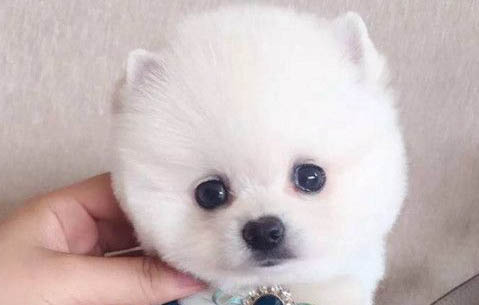 俊介犬长大后的样子