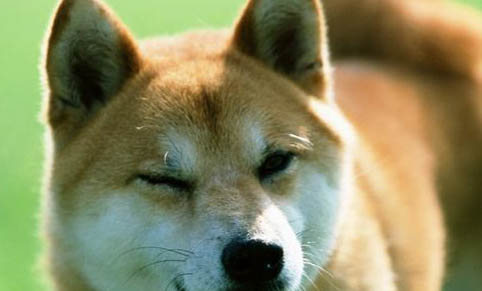 3个月小柴犬多少钱一只