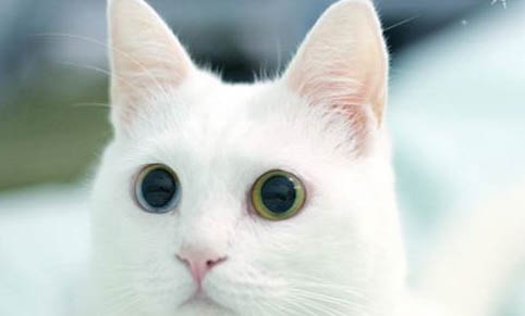 生病猫咪快死前的症状