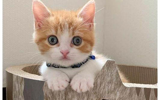 小猫可以吃米饭吗?