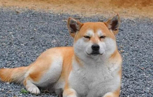 柴犬的狗粮配置应该怎么选