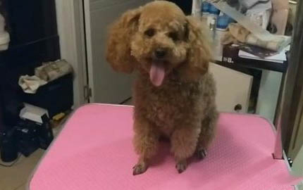 狗狗四脚朝天扭动的原因及处理方法