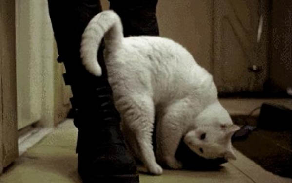 猫耳朵怎么清理?