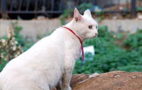 斯可可猫掉毛吗