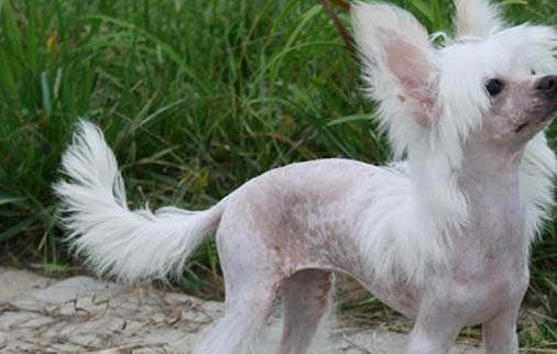 北京冠毛犬哪里有卖