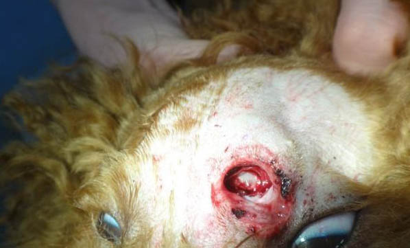 狗吃了生肉会怎么样啊