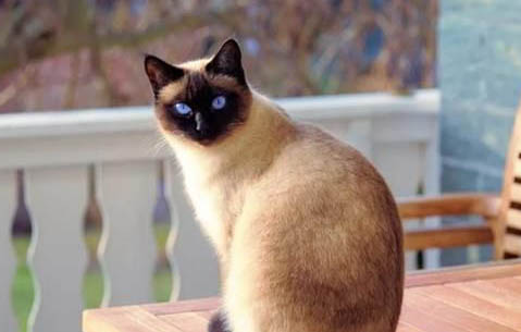 猫咪到处拉屎怎么办?