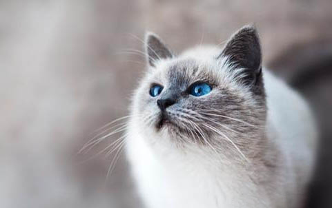 怎么给猫咪补钙吃什么