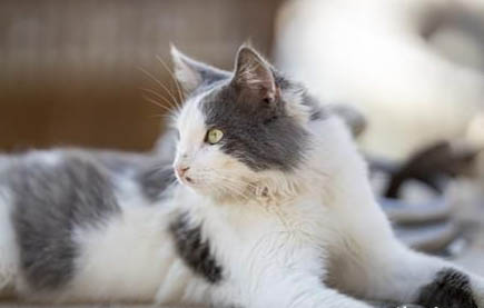 蓝猫生第一胎的注意事项
