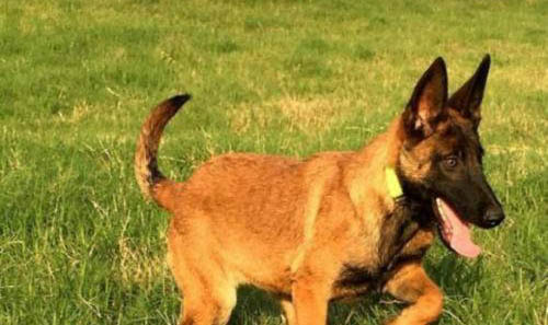 马犬真正认主人的表现