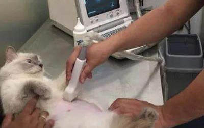碘伏对猫有没有毒