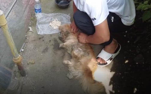 狗狗乳房和腹部变大是怀孕了吗