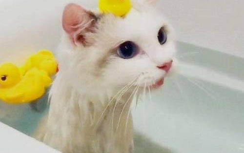 猫咪受凉之后流鼻涕的原因