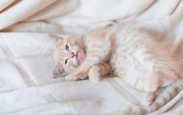 小猫可以吃面包吗
