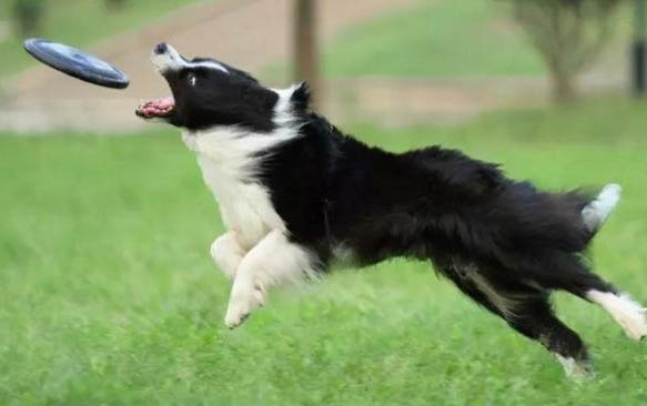 边牧多久可以吃成犬粮食了