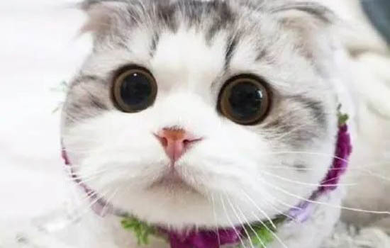 折耳猫发病后能活多久?