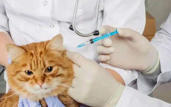 猫咪得了耳螨怎么办