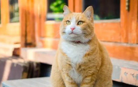 橘猫为什么容易胖？橘猫的性格特点是什么？