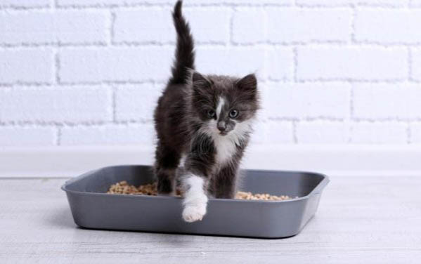 猫咪可以吃土豆吗