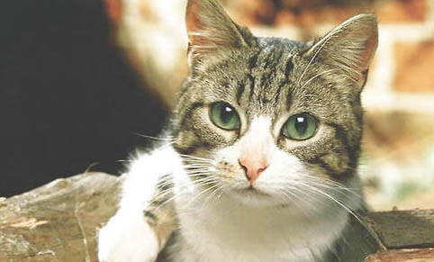 宠物猫：得猫瘟前期有什么征兆