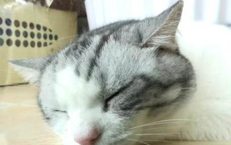 猫咪社区发不了私信怎么办