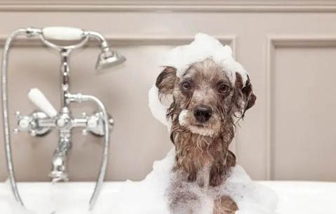 狗狗去宠物店洗澡要多久？