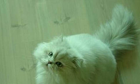 猫咪嘴巴下面有黑色颗粒是怎么回事