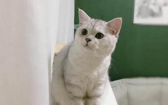 如何分辨小猫长大是否包子脸