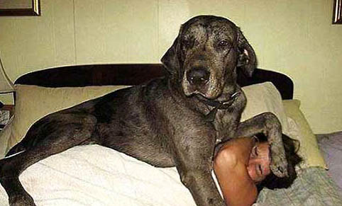 适合女生养的巨型犬有哪些