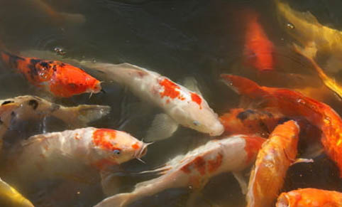 正确的锦鲤喂食方法