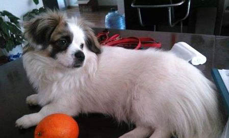 蝴蝶犬例假多久后能洗澡