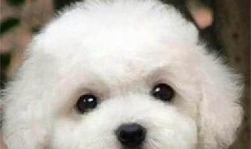 比熊犬认新主人的时间