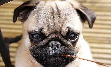 2022年巴哥犬的幼犬价格
