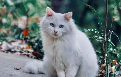 成年布偶猫能长到多少斤